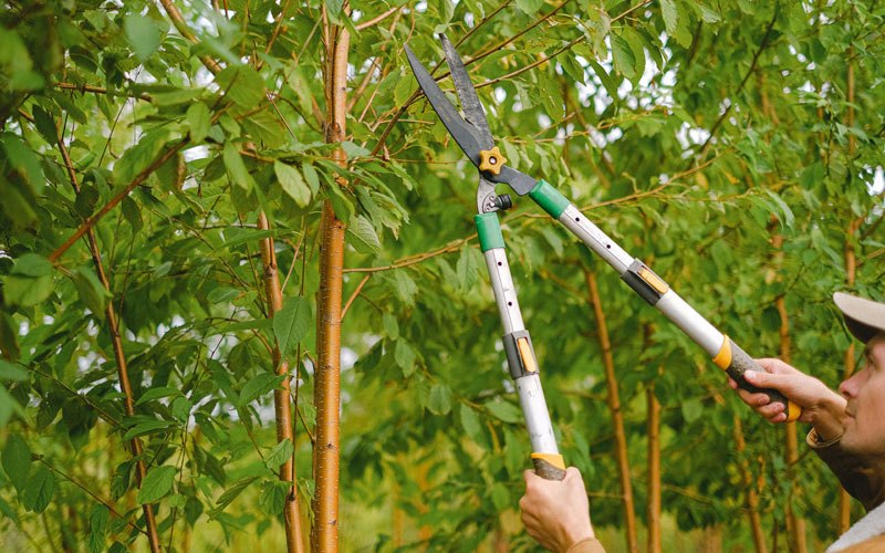 Tree trimming in Coushatta, LA